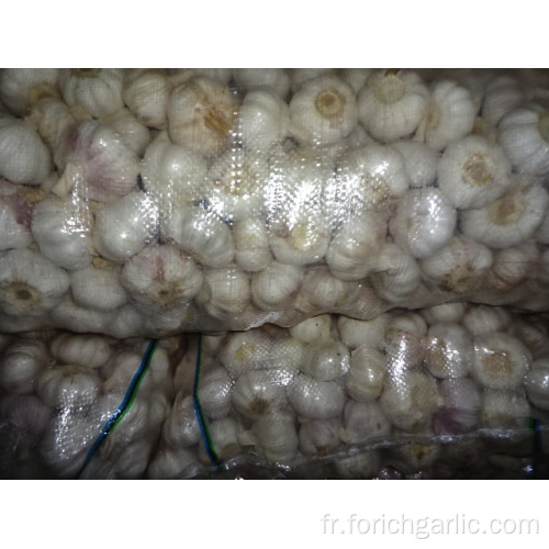 Exportation Ail Blanc Normal